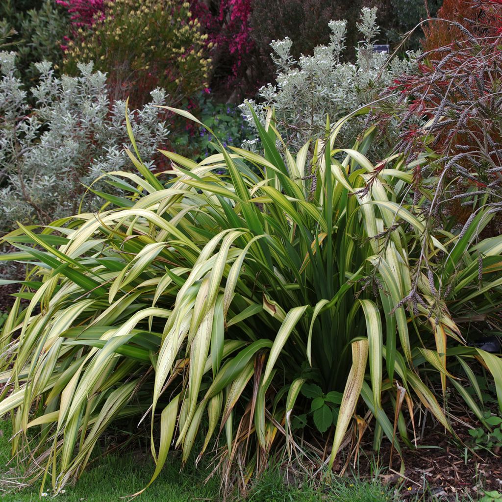 Phormium tenax Yellow Wave - Lino de Nueva Zelanda