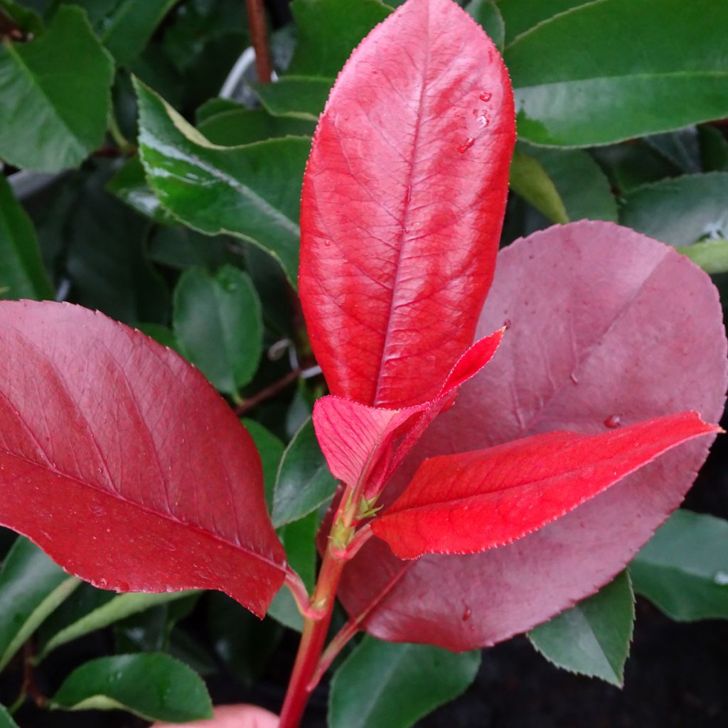 Photinia fraseri Camilvy - Fotinia