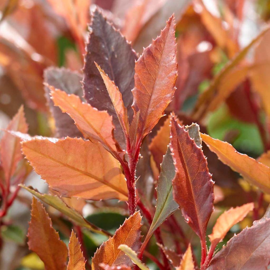 Photinia fraseri Chico