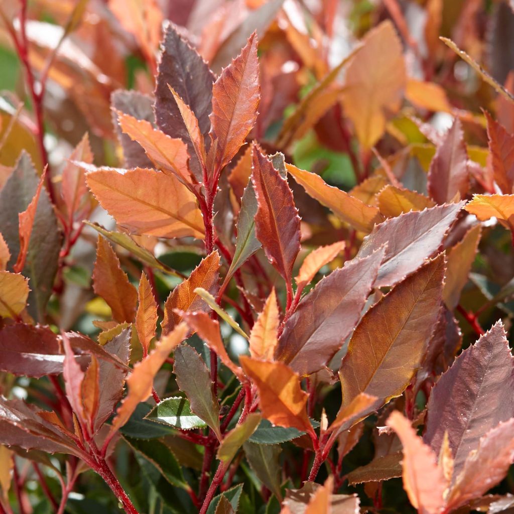 Photinia fraseri Chico