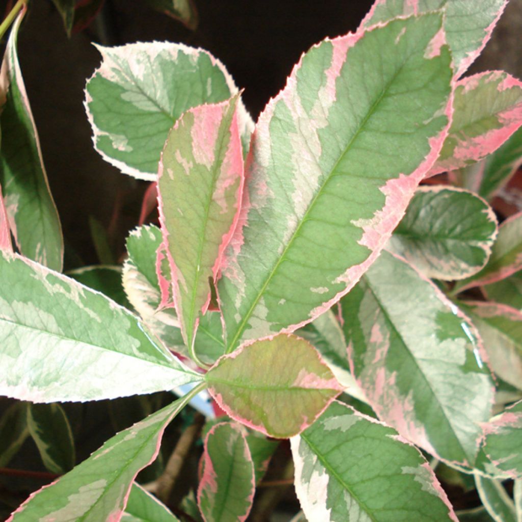 Photinia Fraseri Pink Marble