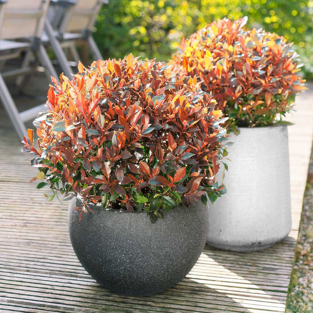 Photinia fraseri Red Ballcoon - Fotinia