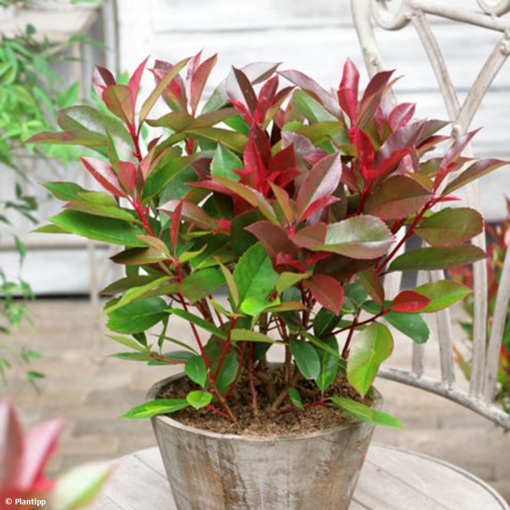 Photinia fraseri Red Light