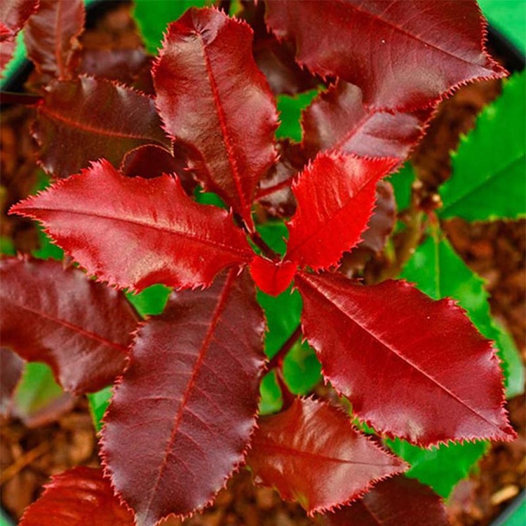 Photinia fraseri Magical Volcano - Fotinia