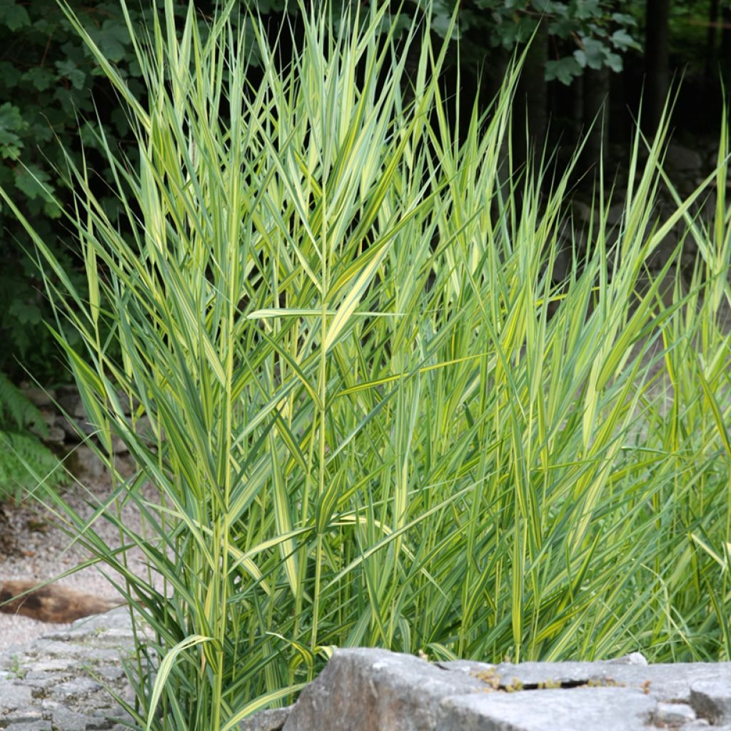 Phragmites australis Variegatus - Carrizo