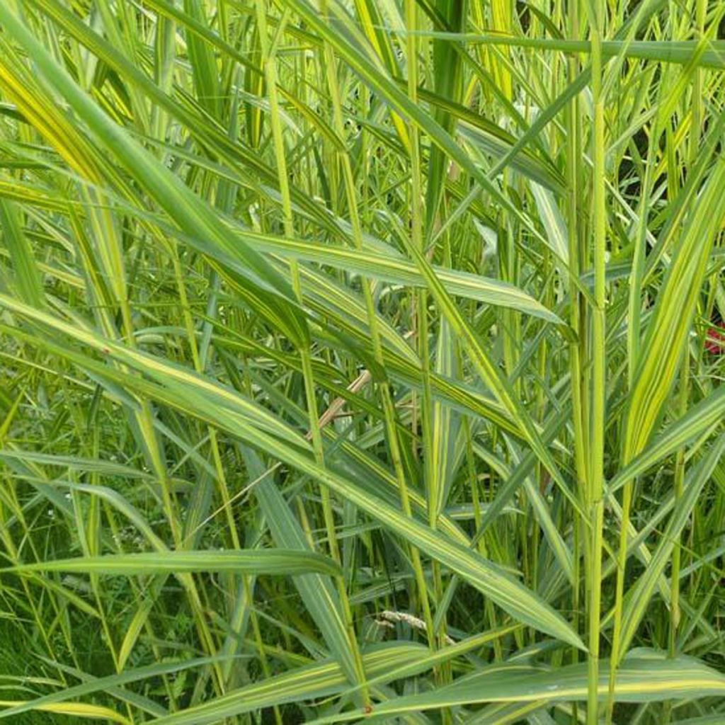 Phragmites australis Variegatus - Carrizo