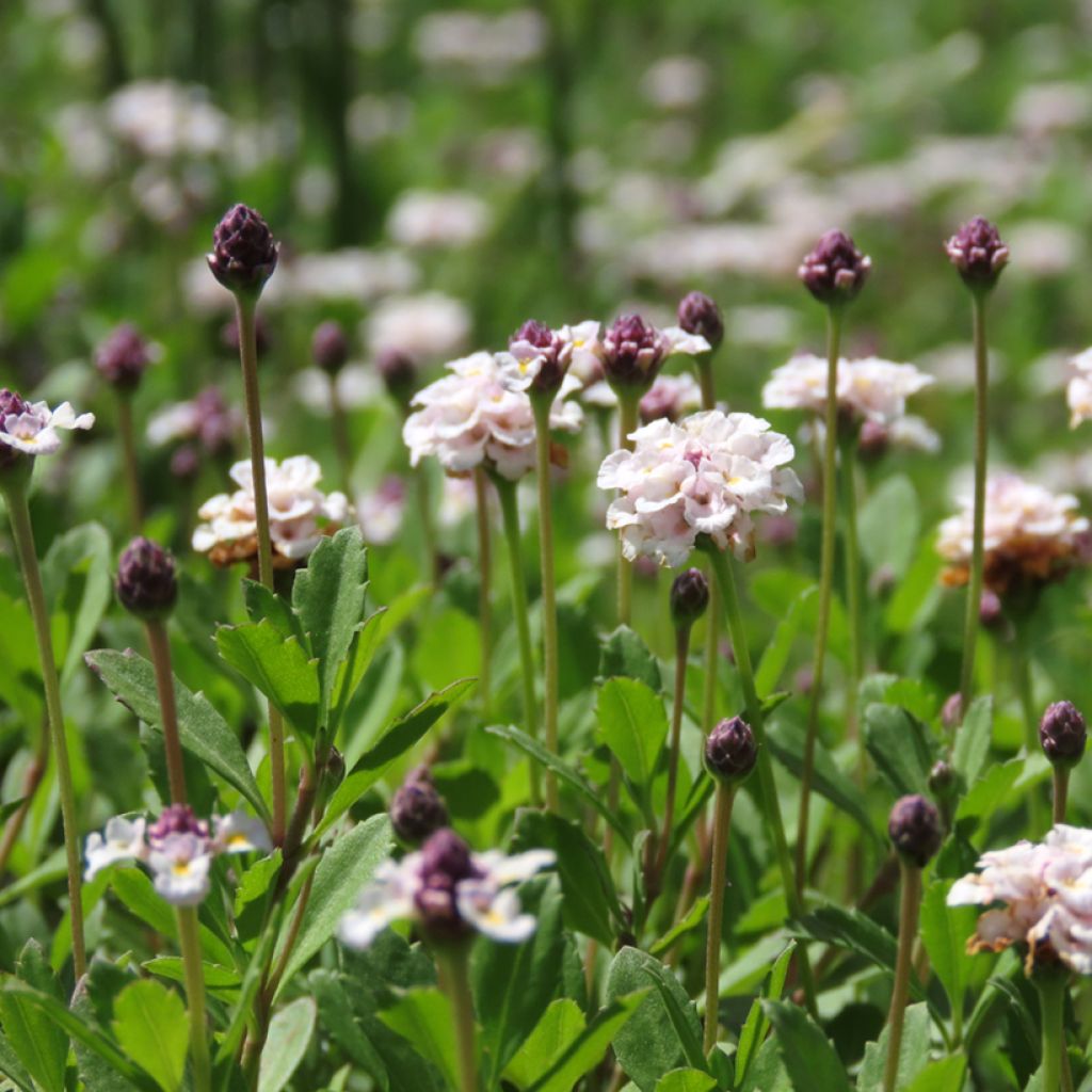 Phyla nodiflora var. canescens