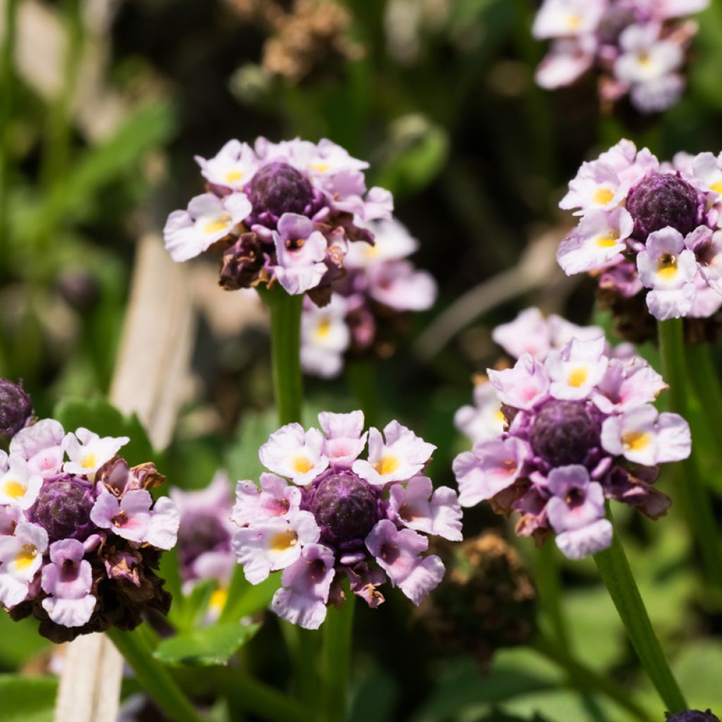 Phyla nodiflora var. canescens