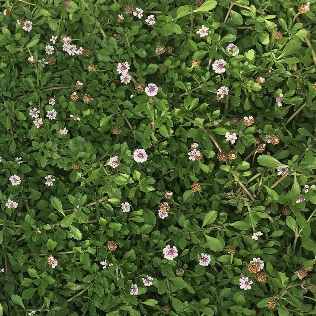 Phyla ou Lippia nodiflora - Verveine nodulaire