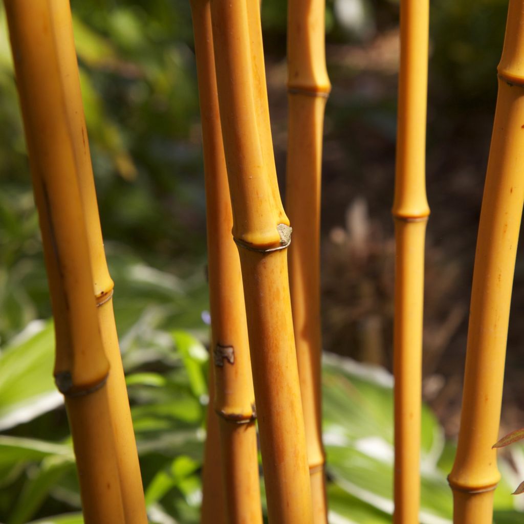 Phyllostachys aurea - Bambú dorado