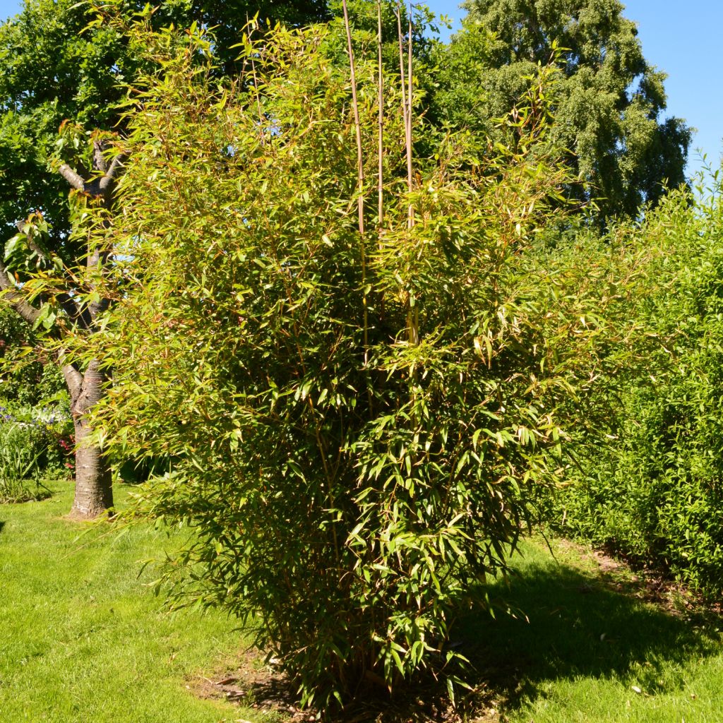 Phyllostachys aureosulcata Aureocaulis - Bambú