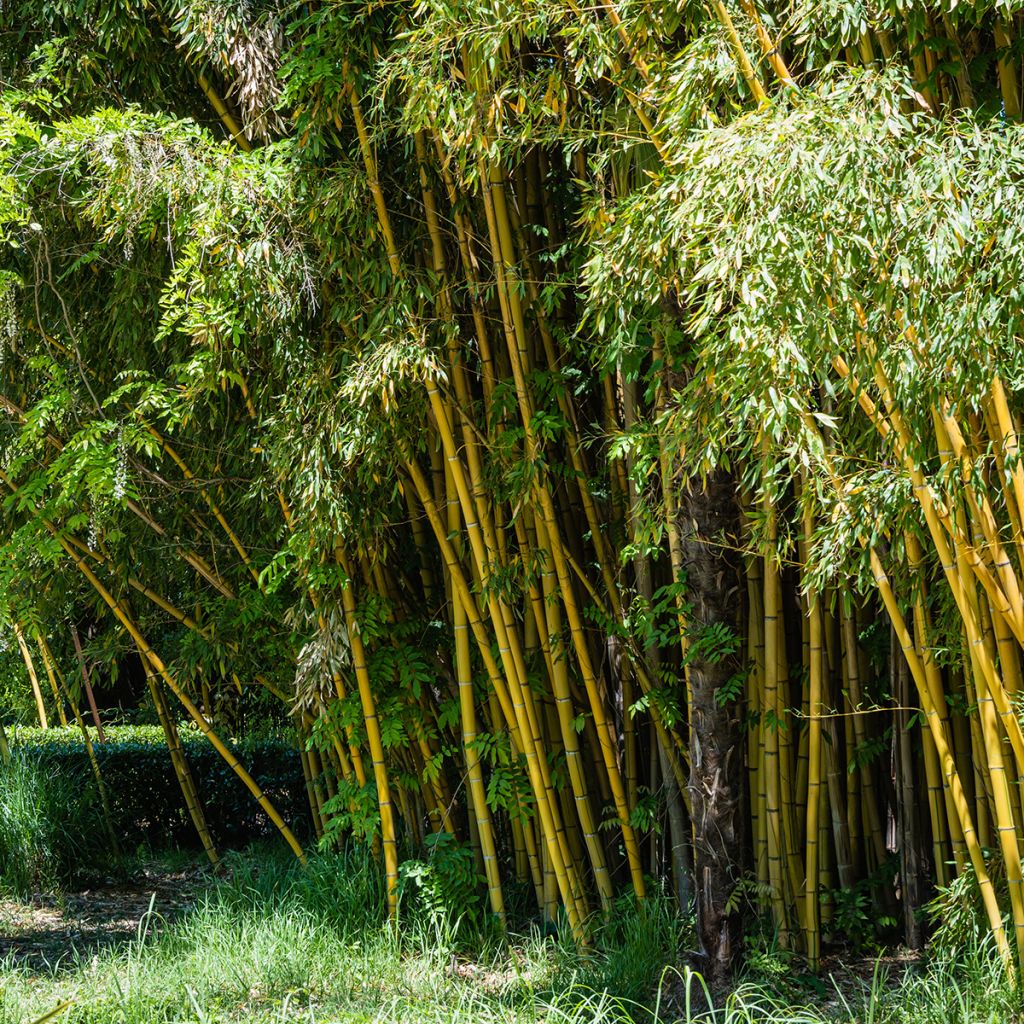 Phyllostachys aureosulcata - Bambú