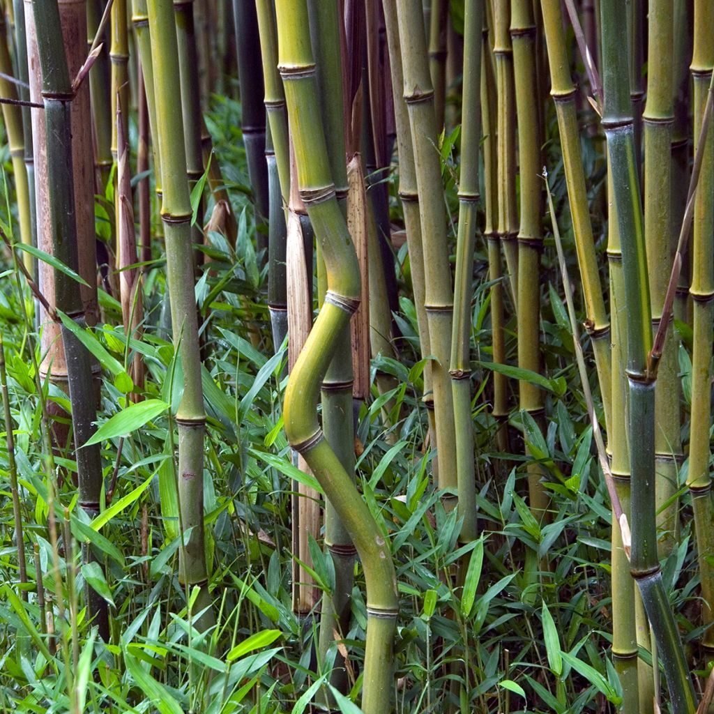 Phyllostachys aureosulcata - Bambú