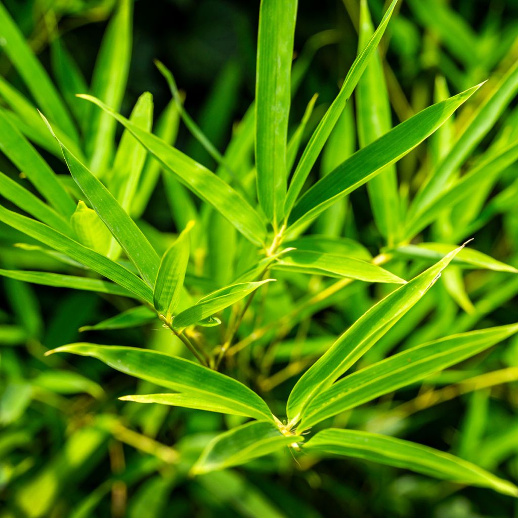 Phyllostachys aureosulcata - Bambú