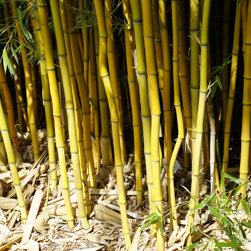 Phyllostachys aureosulcata - Bambú