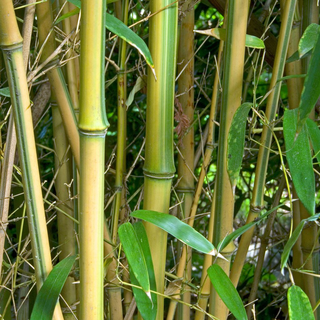 Phyllostachys aureosulcata Spectabilis - Bambú