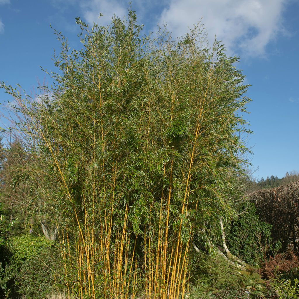 Phyllostachys aureosulcata Spectabilis - Bambú