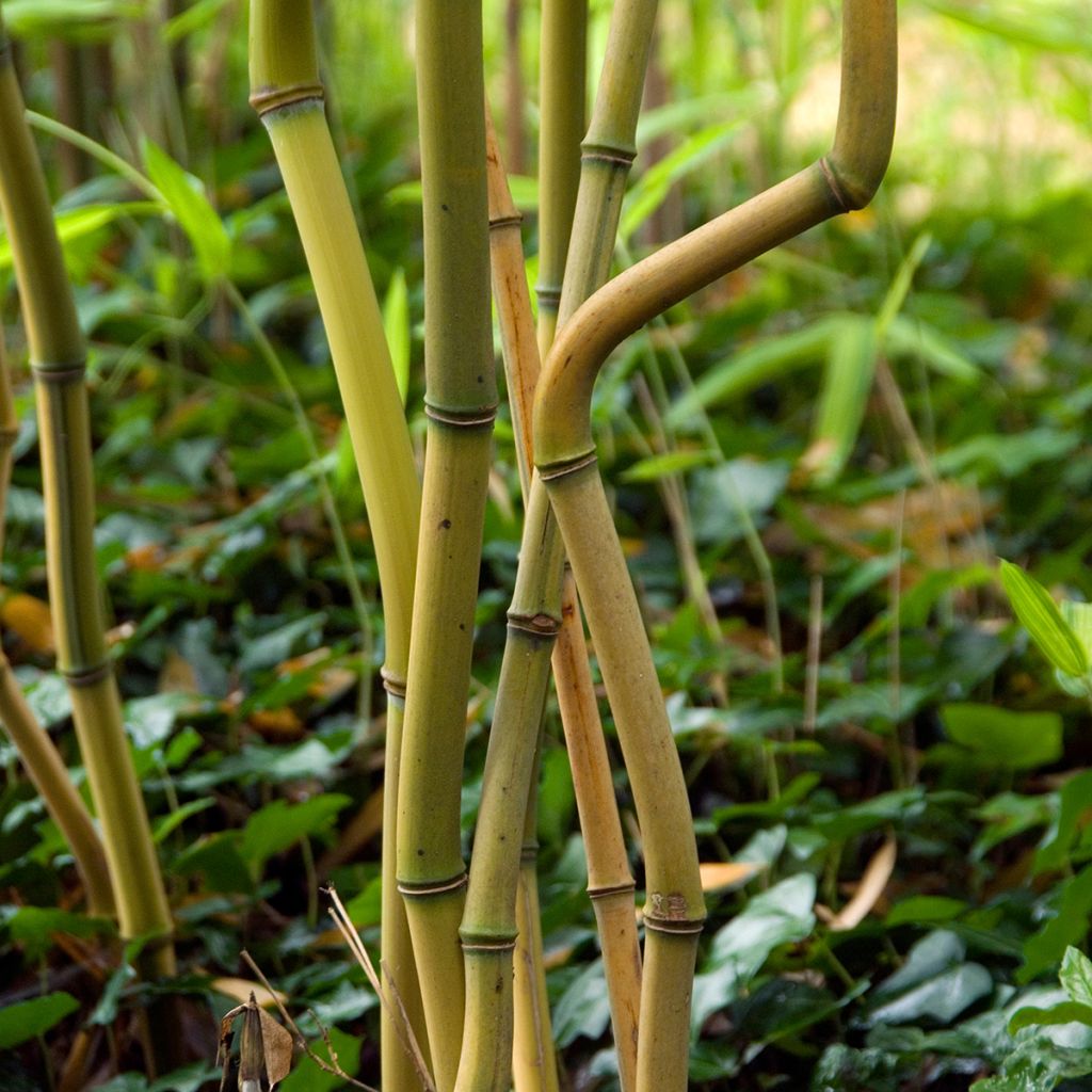 Phyllostachys aureosulcata Spectabilis - Bambú