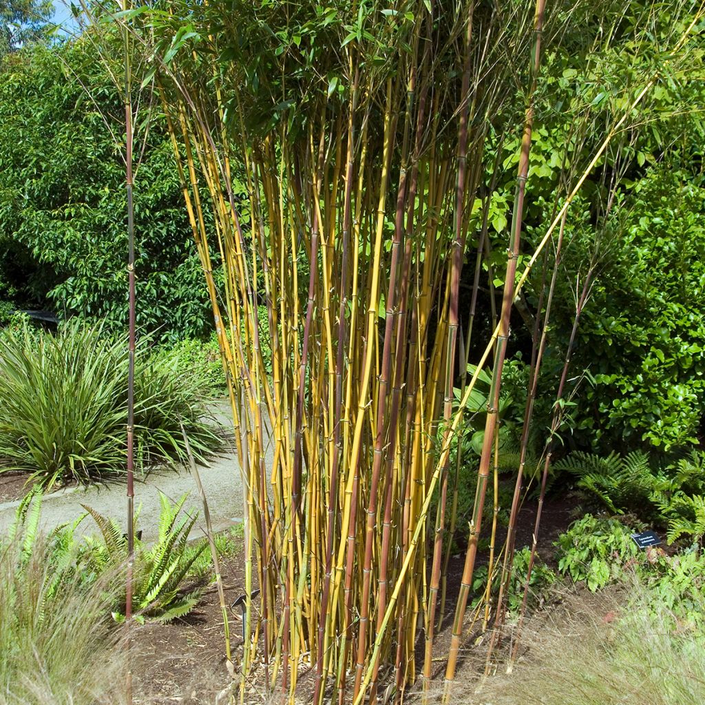 Phyllostachys aureosulcata Spectabilis - Bambú