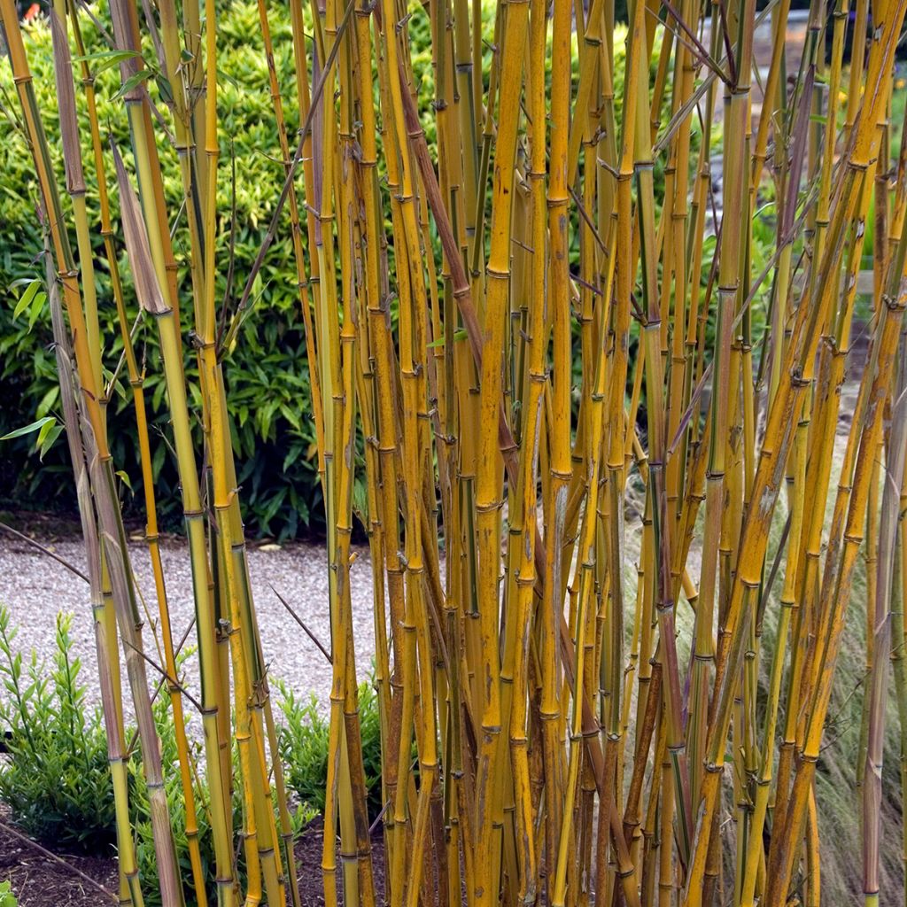 Phyllostachys aureosulcata Spectabilis - Bambú