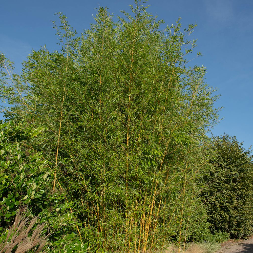 Phyllostachys aureosulcata Spectabilis - Bambú