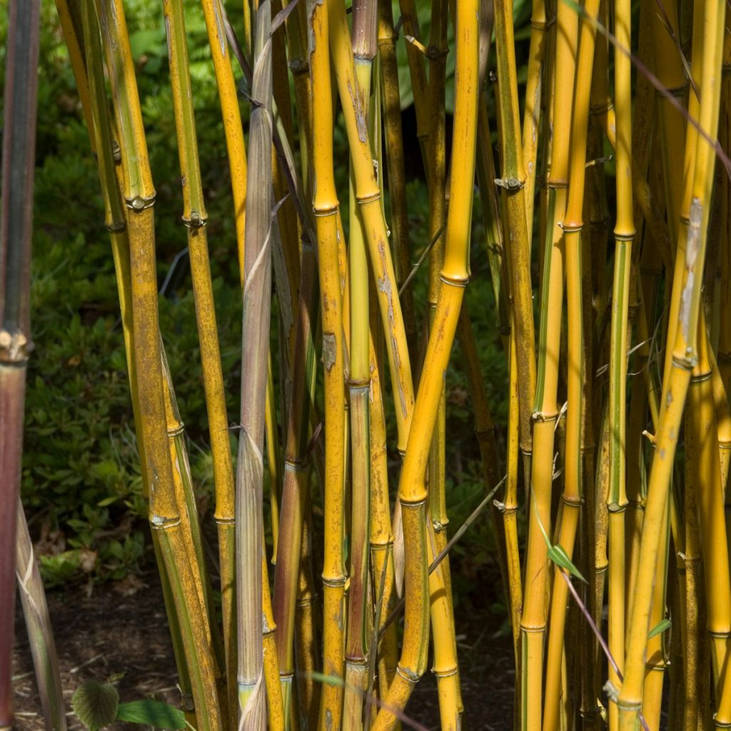 Phyllostachys aureosulcata Spectabilis - Bambú