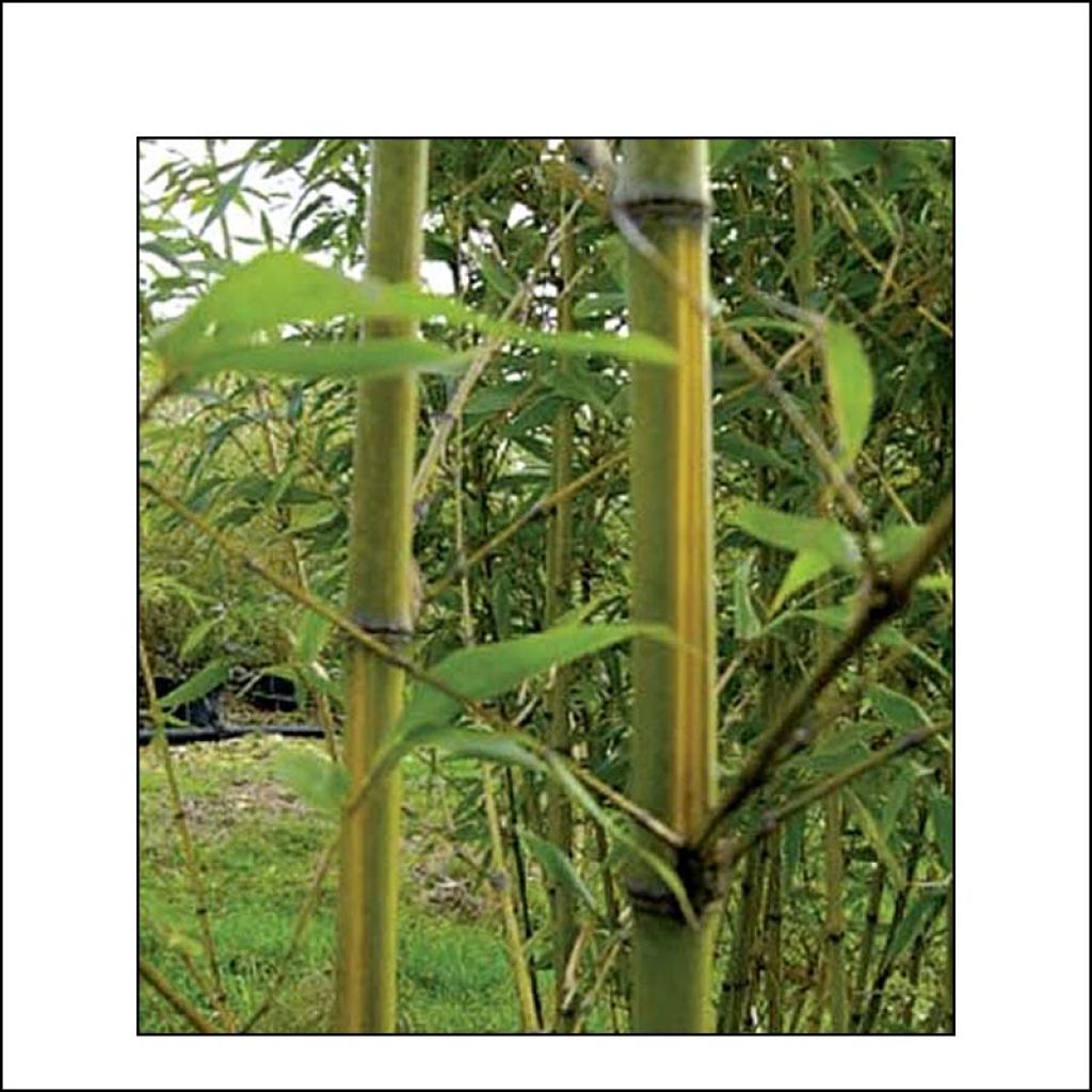 Phyllostachys bambusoides Castilloni Inversa - Bambou géant