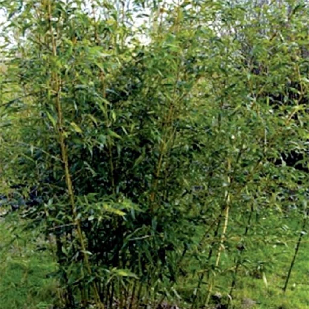 Phyllostachys bambusoides Castilloni Inversa - Bambú gigante