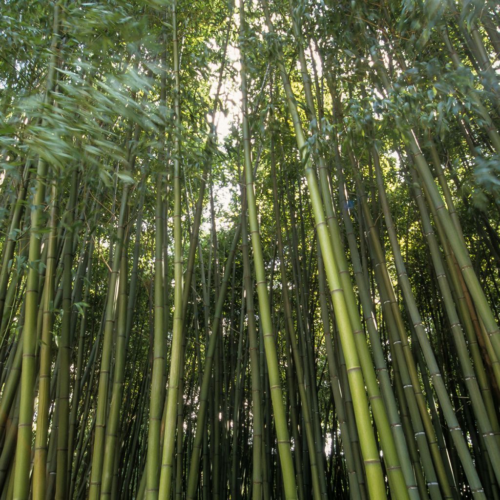 Phyllostachys bambusoides Castilloni Inversa - Bambú gigante