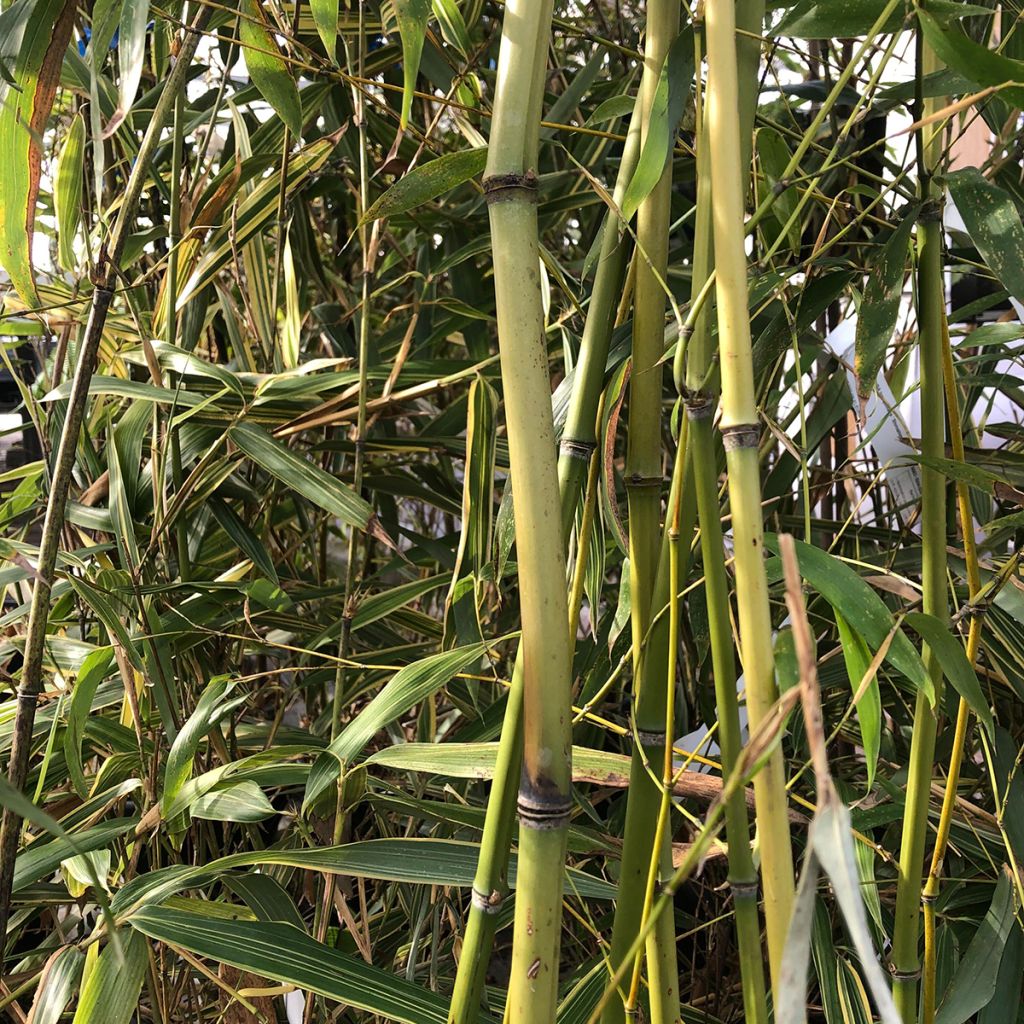 Phyllostachys flexuosa - Bambú