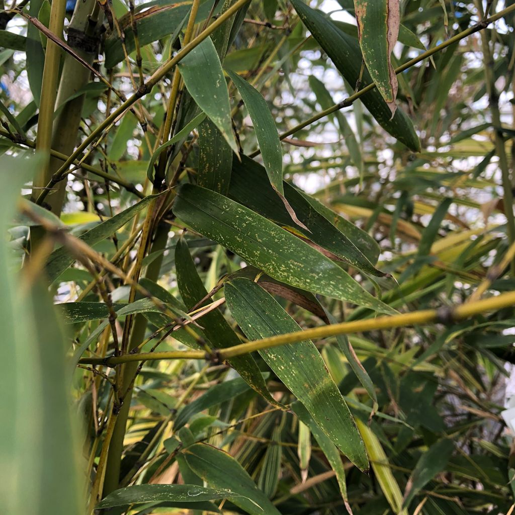 Phyllostachys flexuosa - Bambú