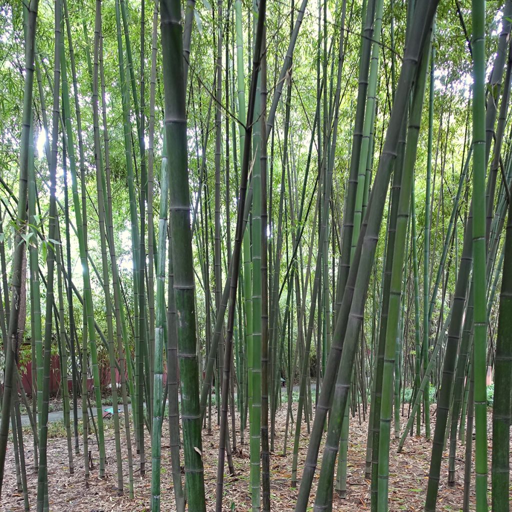 Phyllostachys glauca - Bambú