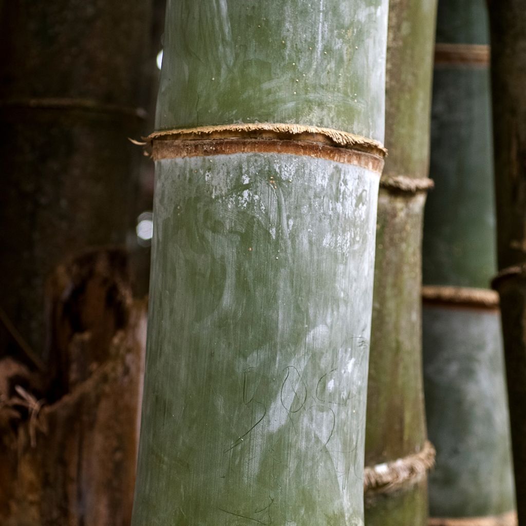 Phyllostachys nigra Henonis - Bambú negro