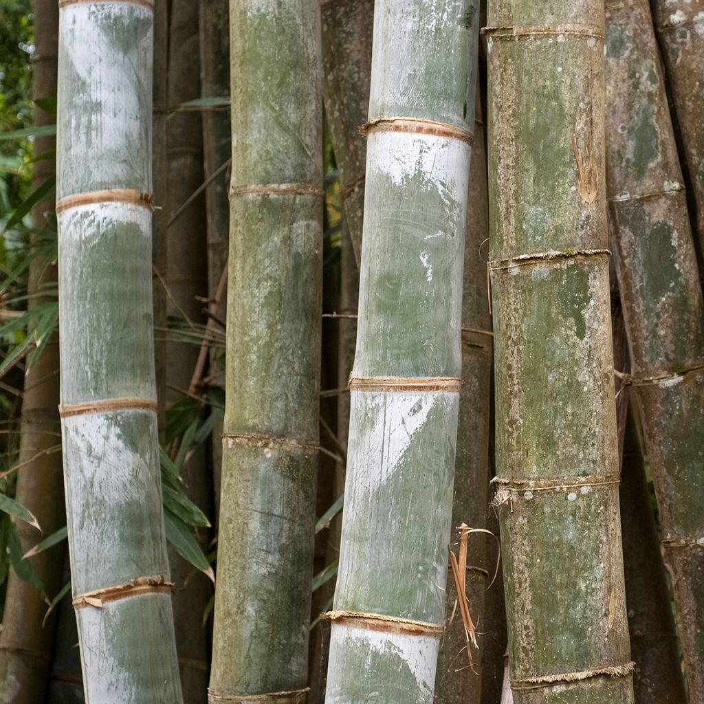 Phyllostachys nigra Henonis - Bambú negro