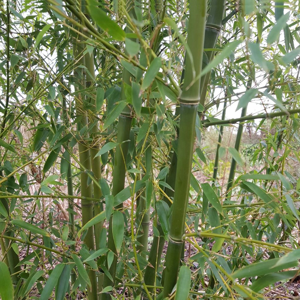 Phyllostachys parvifolia - Bambou géant