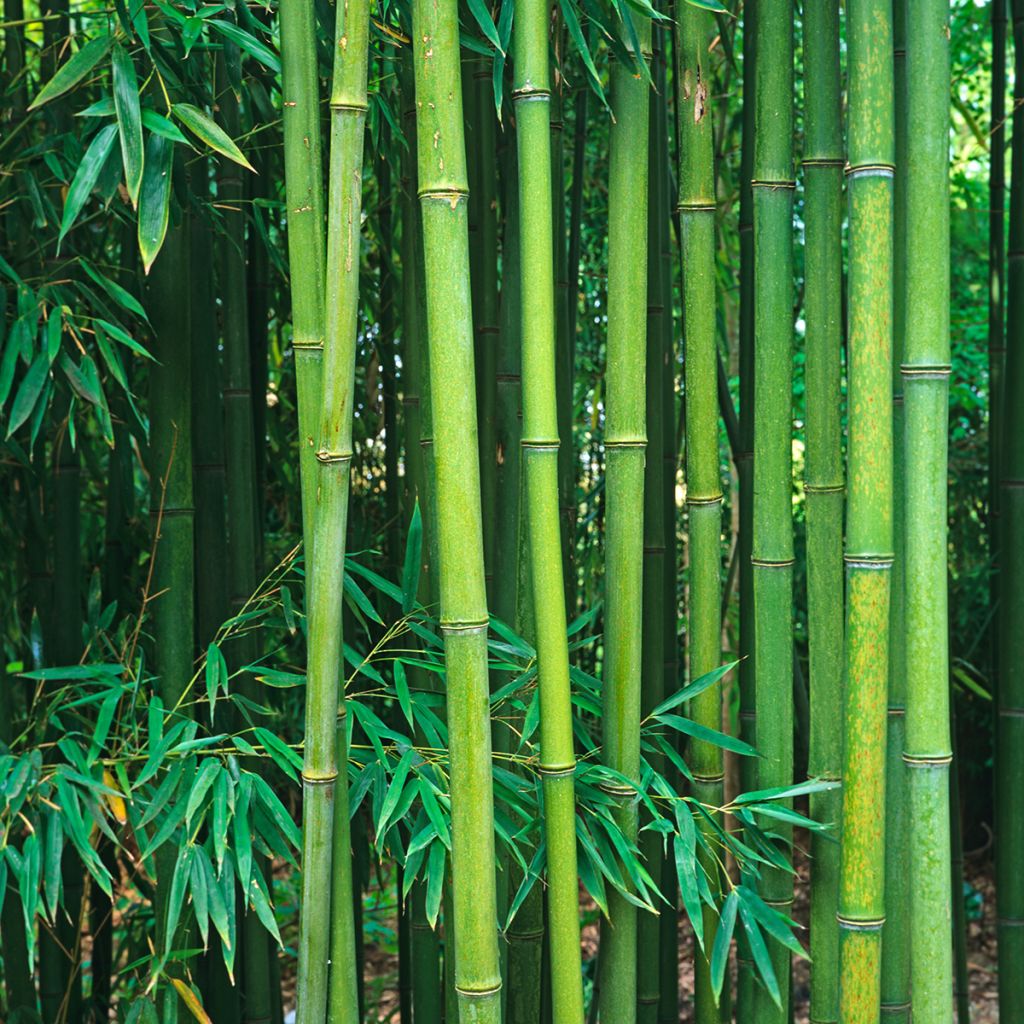 Phyllostachys viridiglaucescens - Bambú