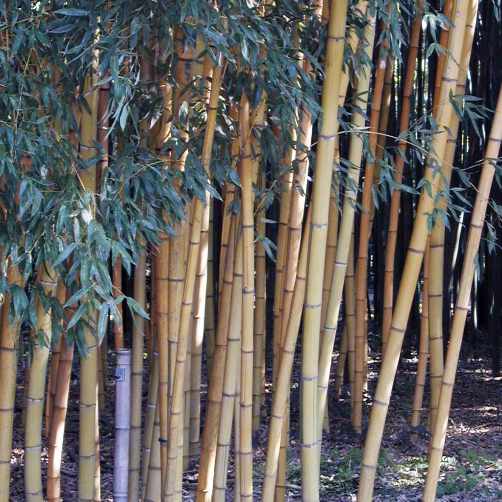 Phyllostachys viridis Sulphurea - Bambou 