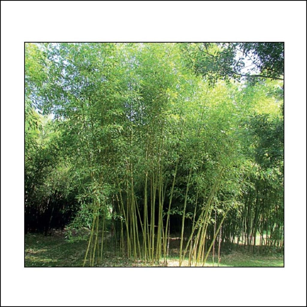 Phyllostachys viridis Sulphurea - Bambou 