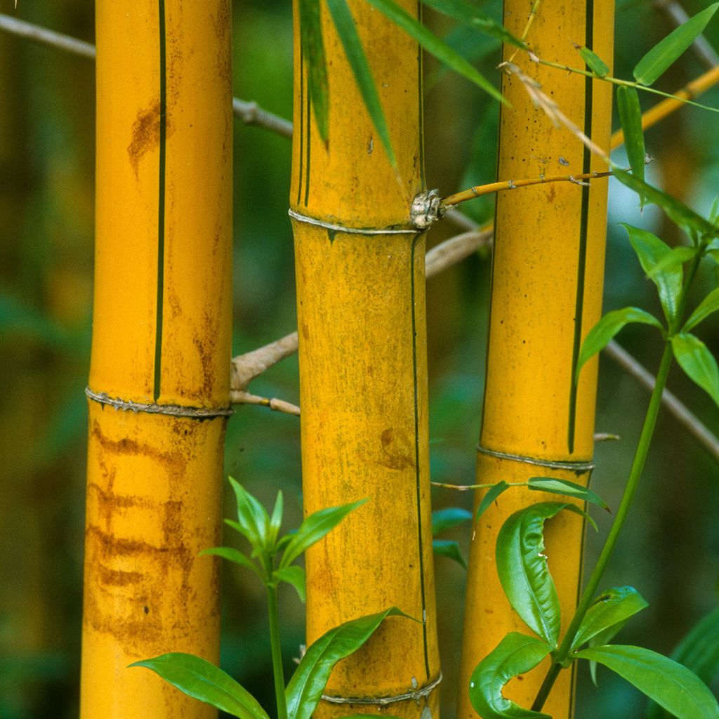 Phyllostachys viridis Sulphurea - Bambú