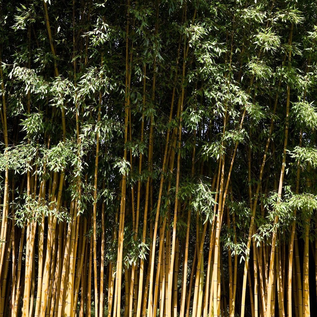 Phyllostachys viridis Sulphurea - Bambú