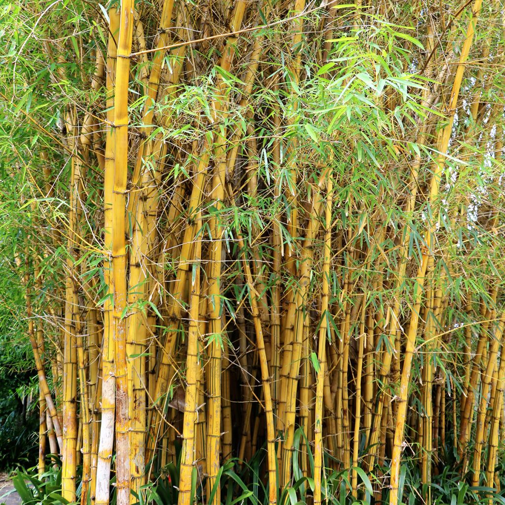 Phyllostachys vivax Aureocaulis - Bambú