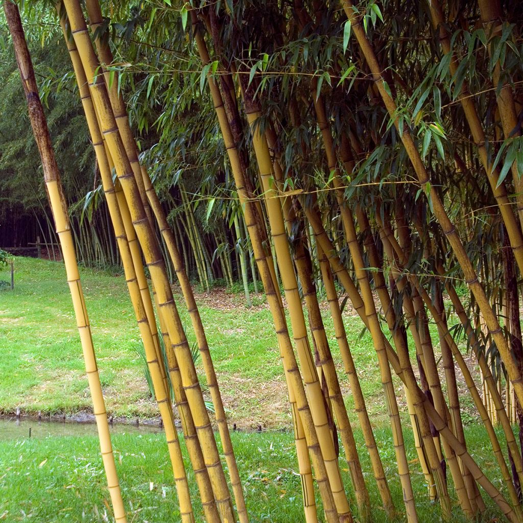 Phyllostachys vivax Aureocaulis - Bambú