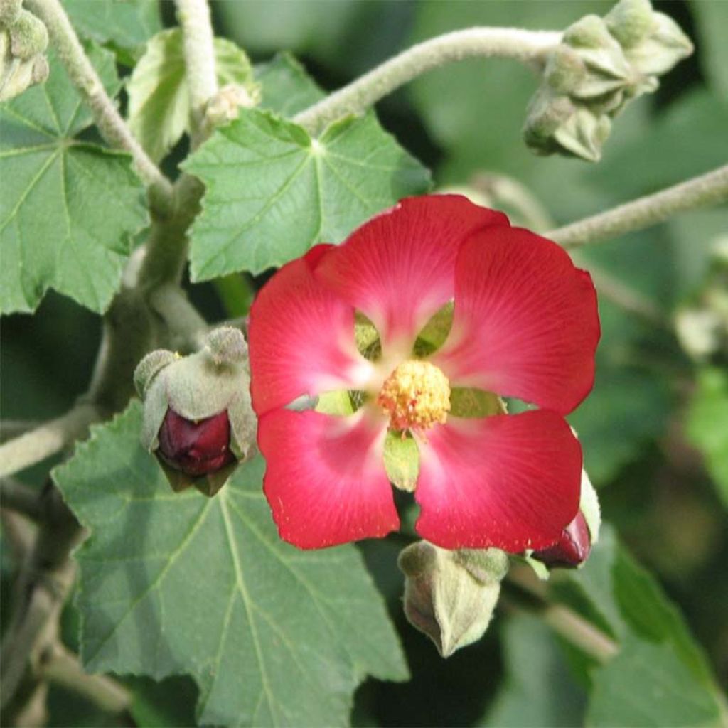 Phymosia umbellata - Fimosia