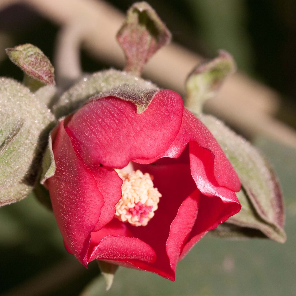 Phymosia umbellata - Fimosia