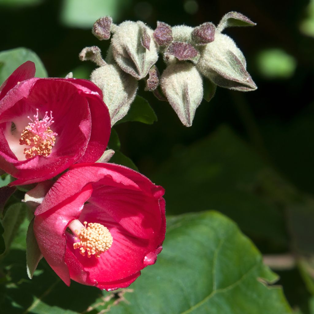 Phymosia umbellata - Fimosia