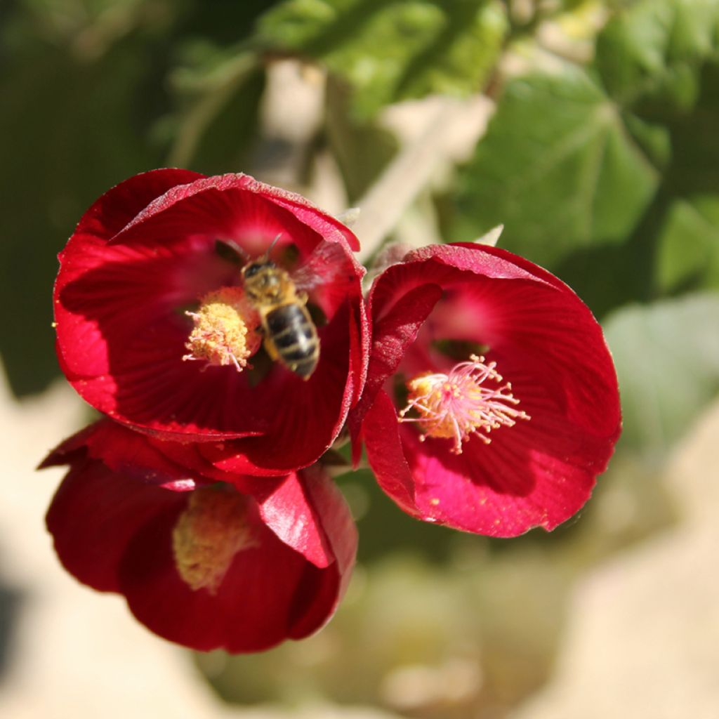 Phymosia umbellata - Fimosia