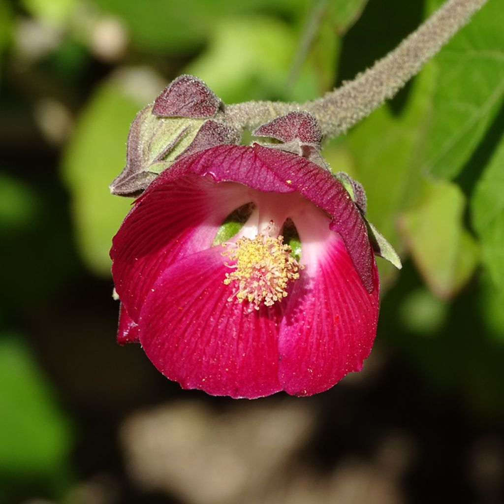 Phymosia umbellata - Fimosia