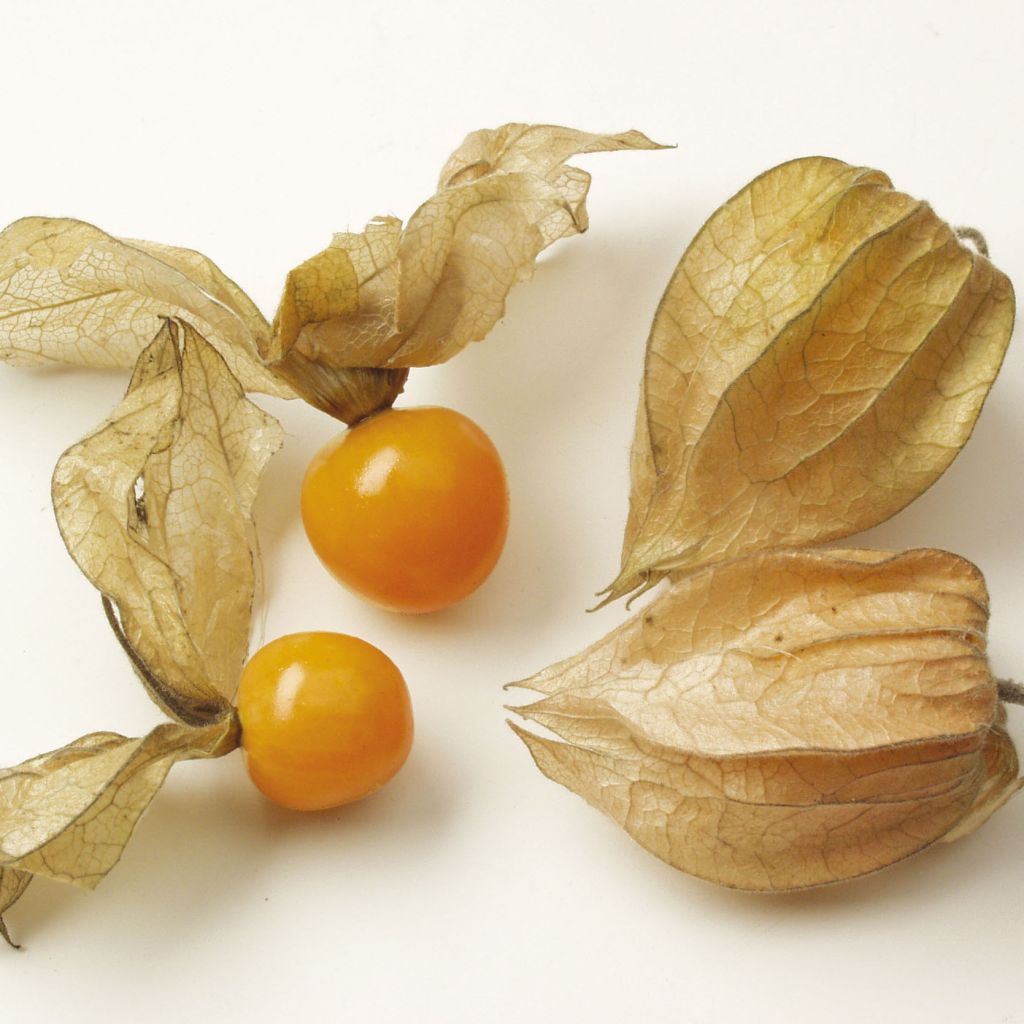 Physalis Goldita en plants - Coqueret du Pérou - Physalis peruviana