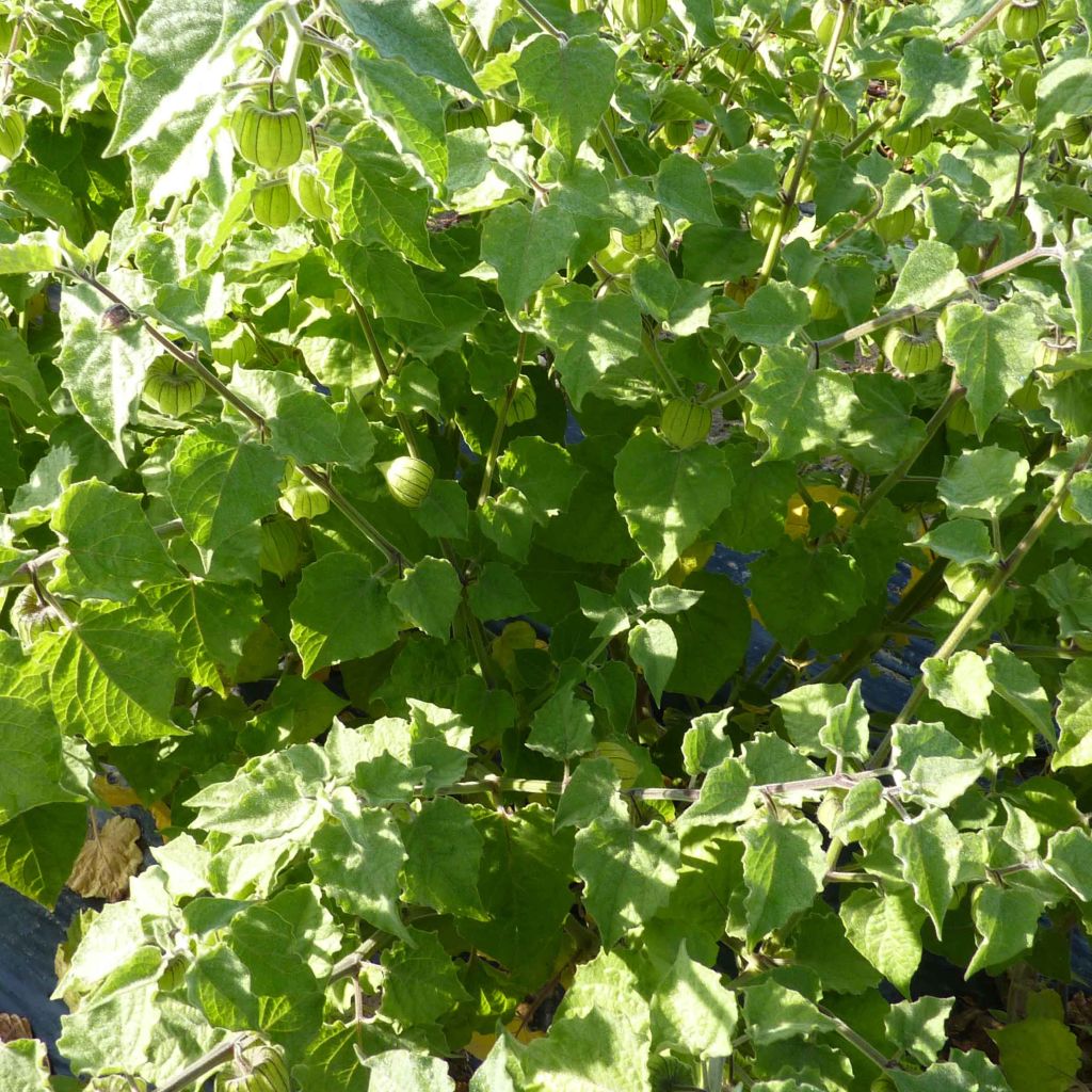 Physalis peruviana - Alkekenges - Coqueret du Pérou