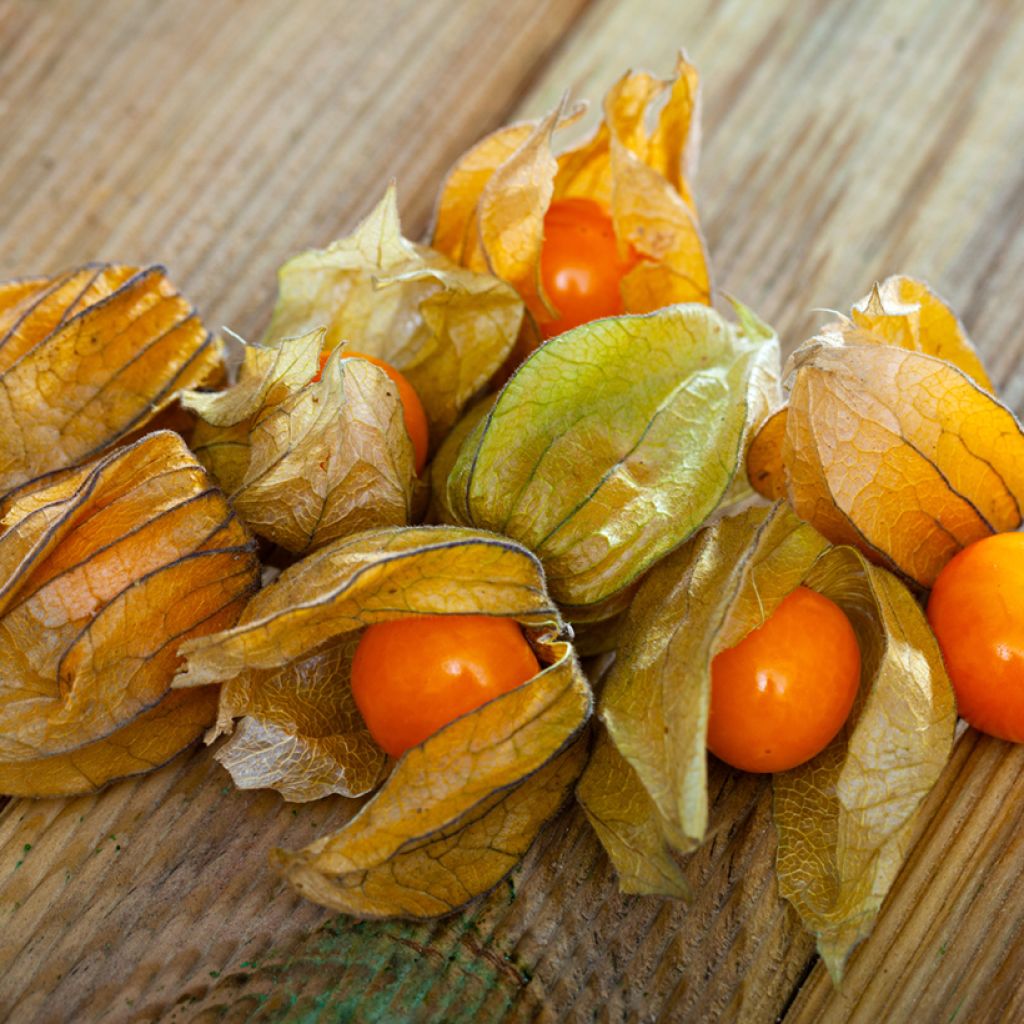 Aguaymanto - Physalis peruviana